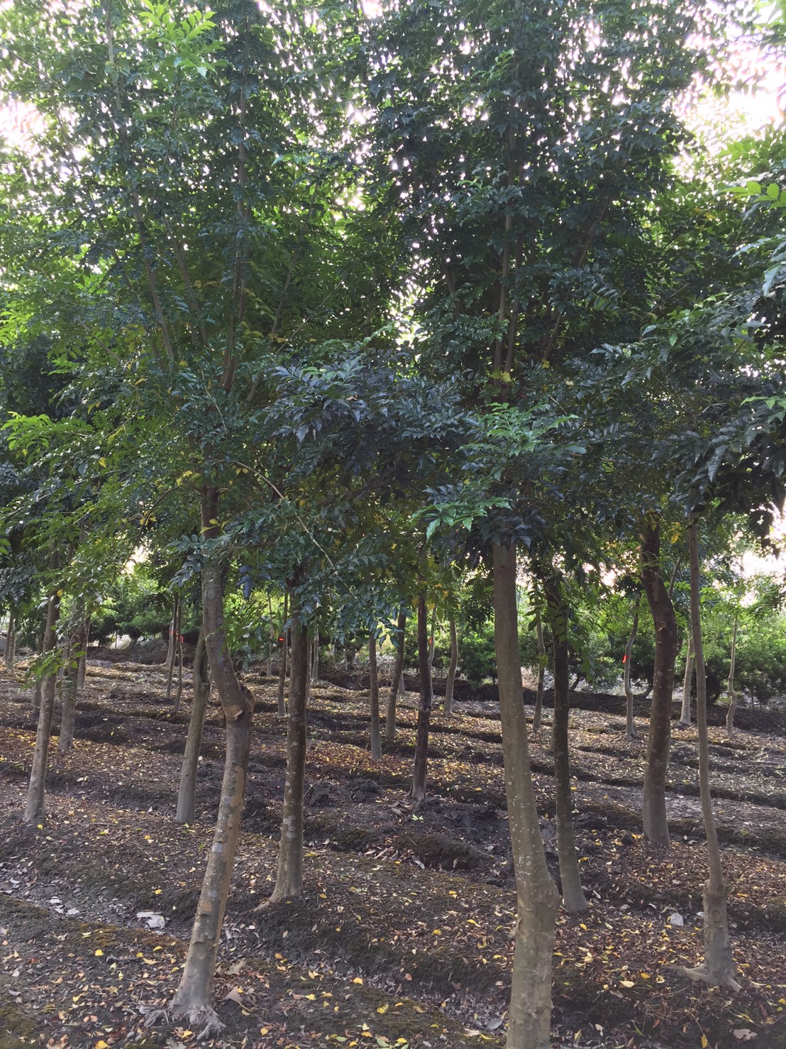 光臘樹，白櫸木，櫸木