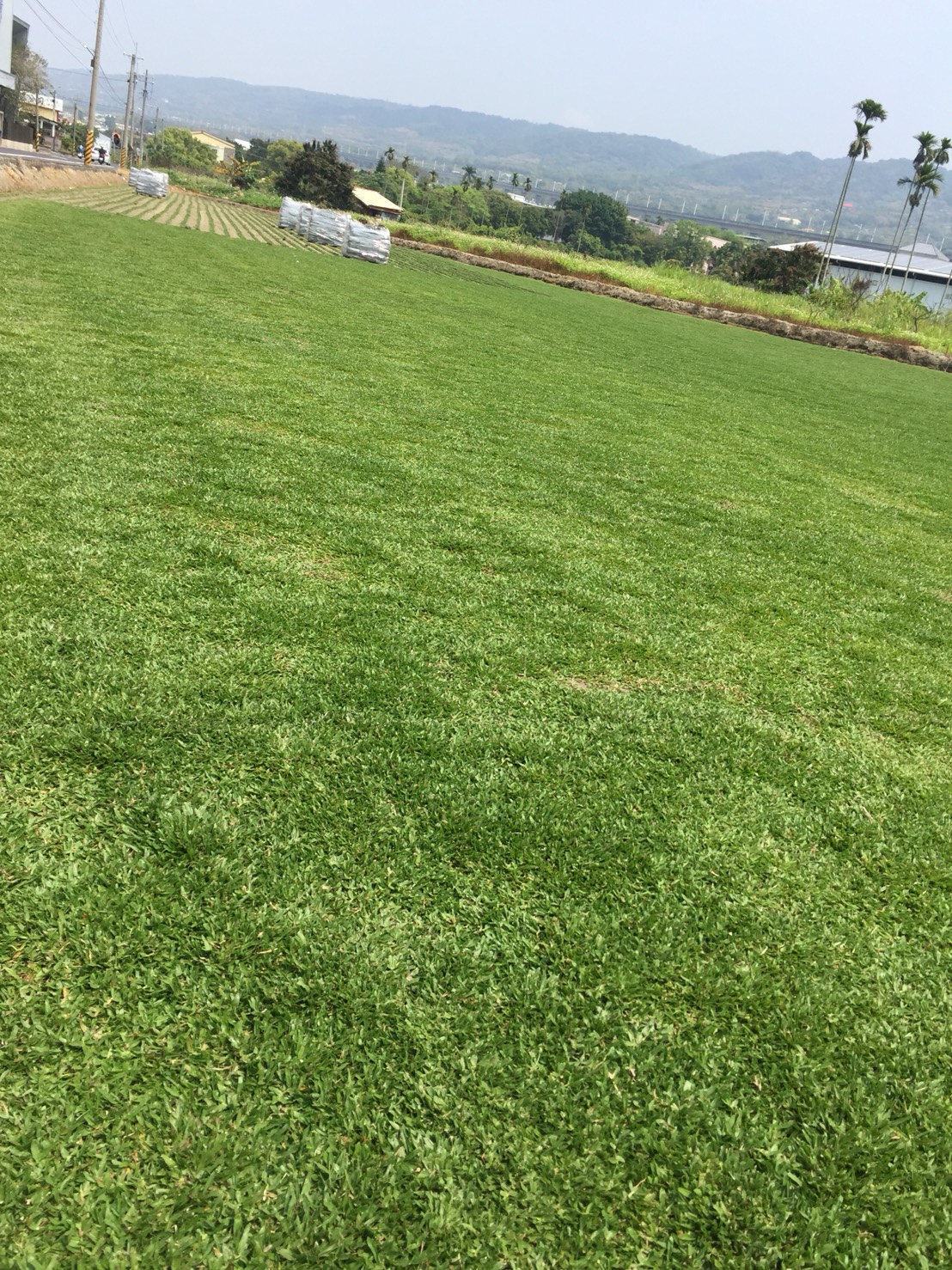 彰化各種草皮批發，草皮種子。
