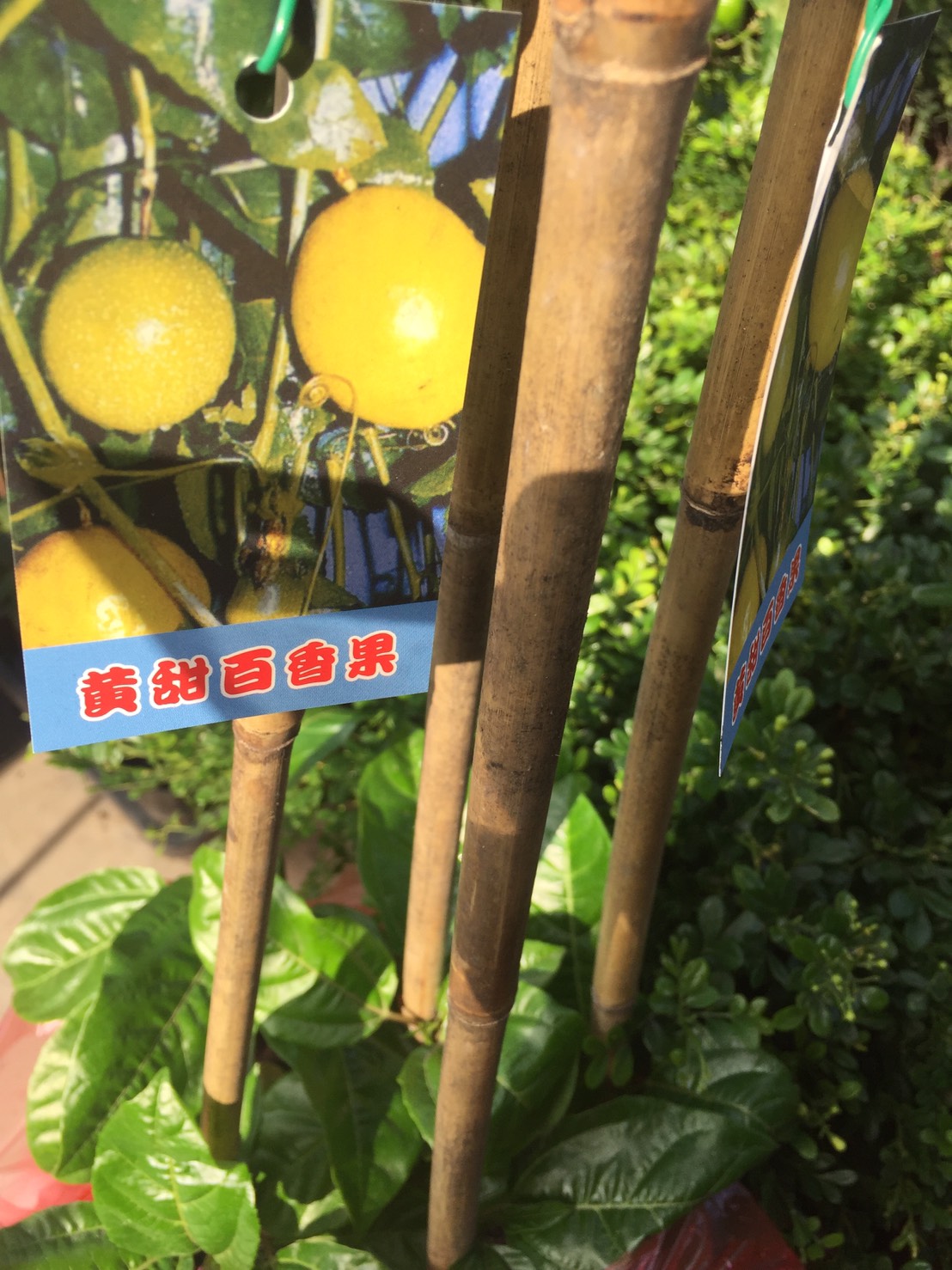 黃甜百香果