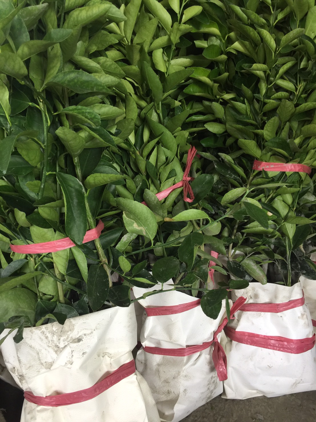 四季無子檸檬（有子檸檬）