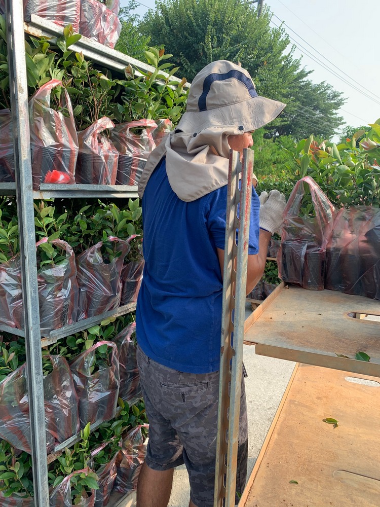 苦茶樹，苦茶油