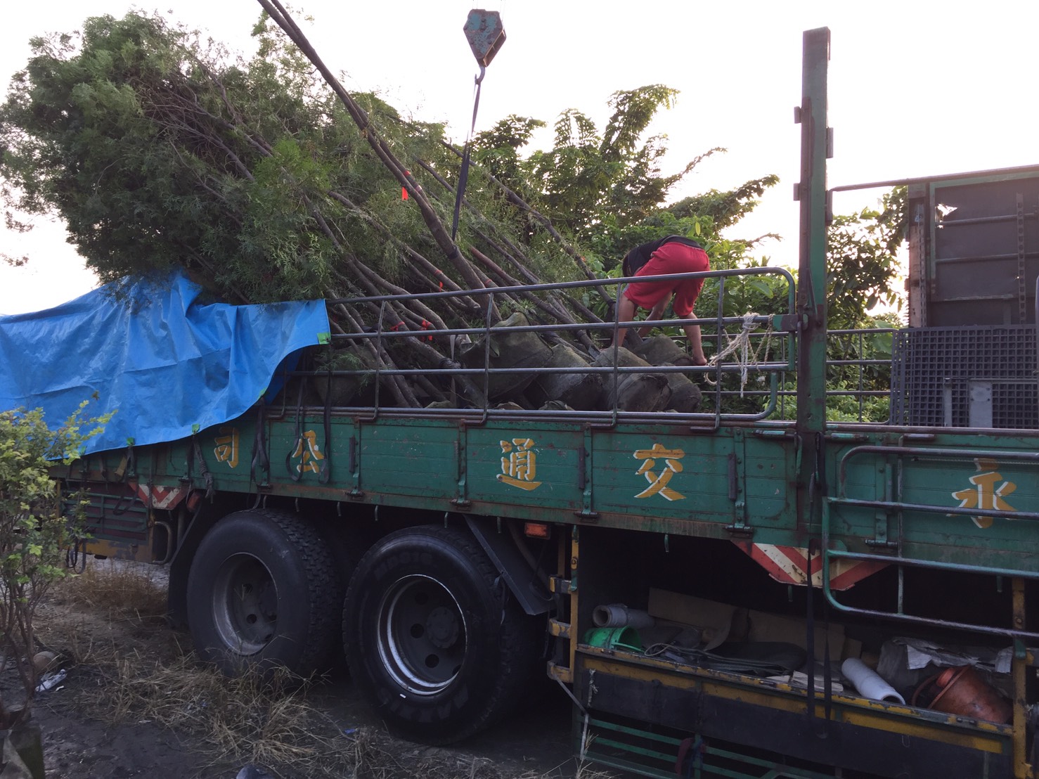 綠化樹木種植買賣