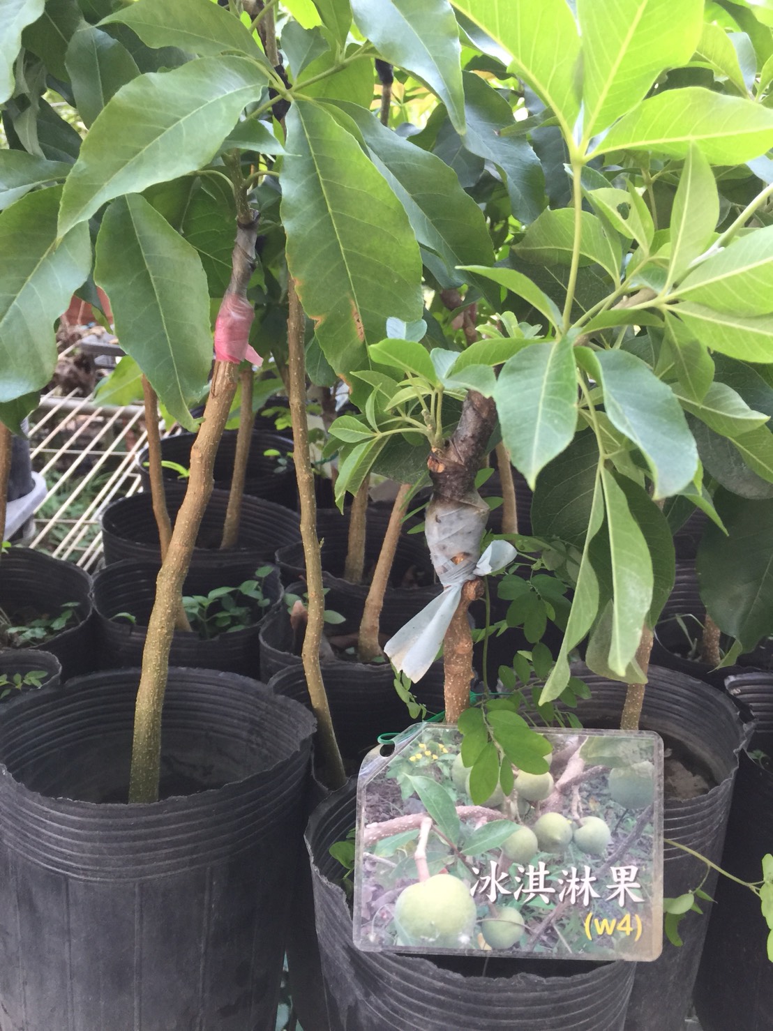 冰淇淋果，白柿