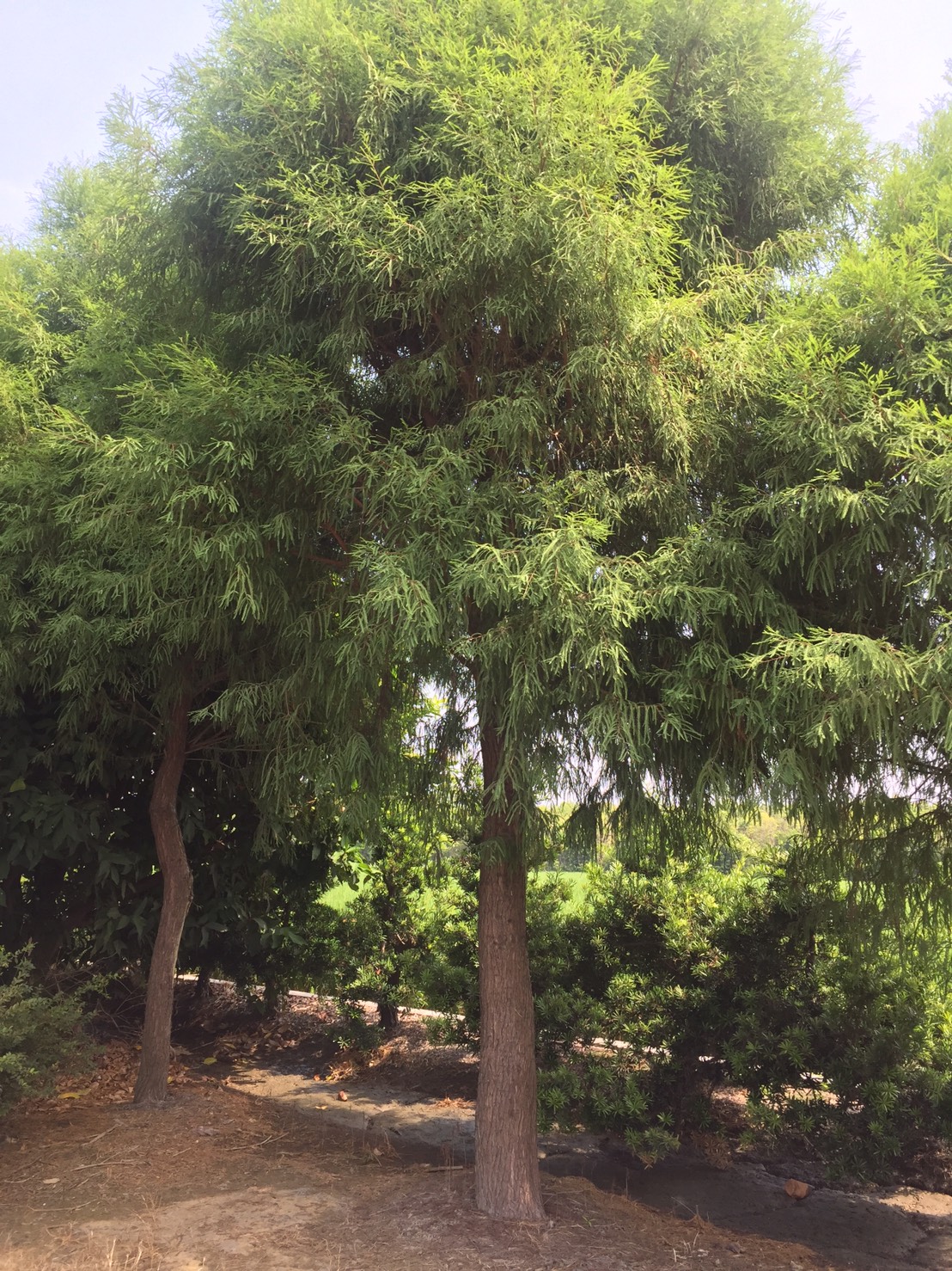 墨西哥落雨松（不落葉）
