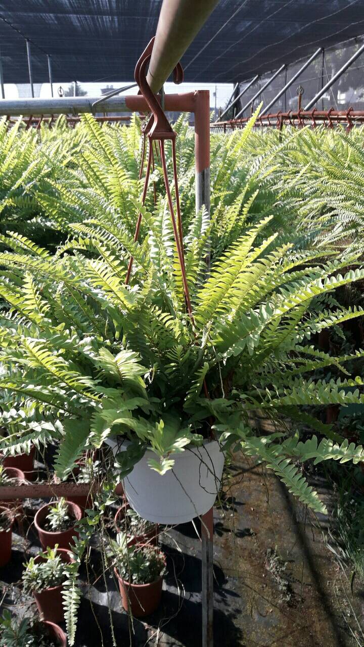 聖厥（波斯屯聖厥）