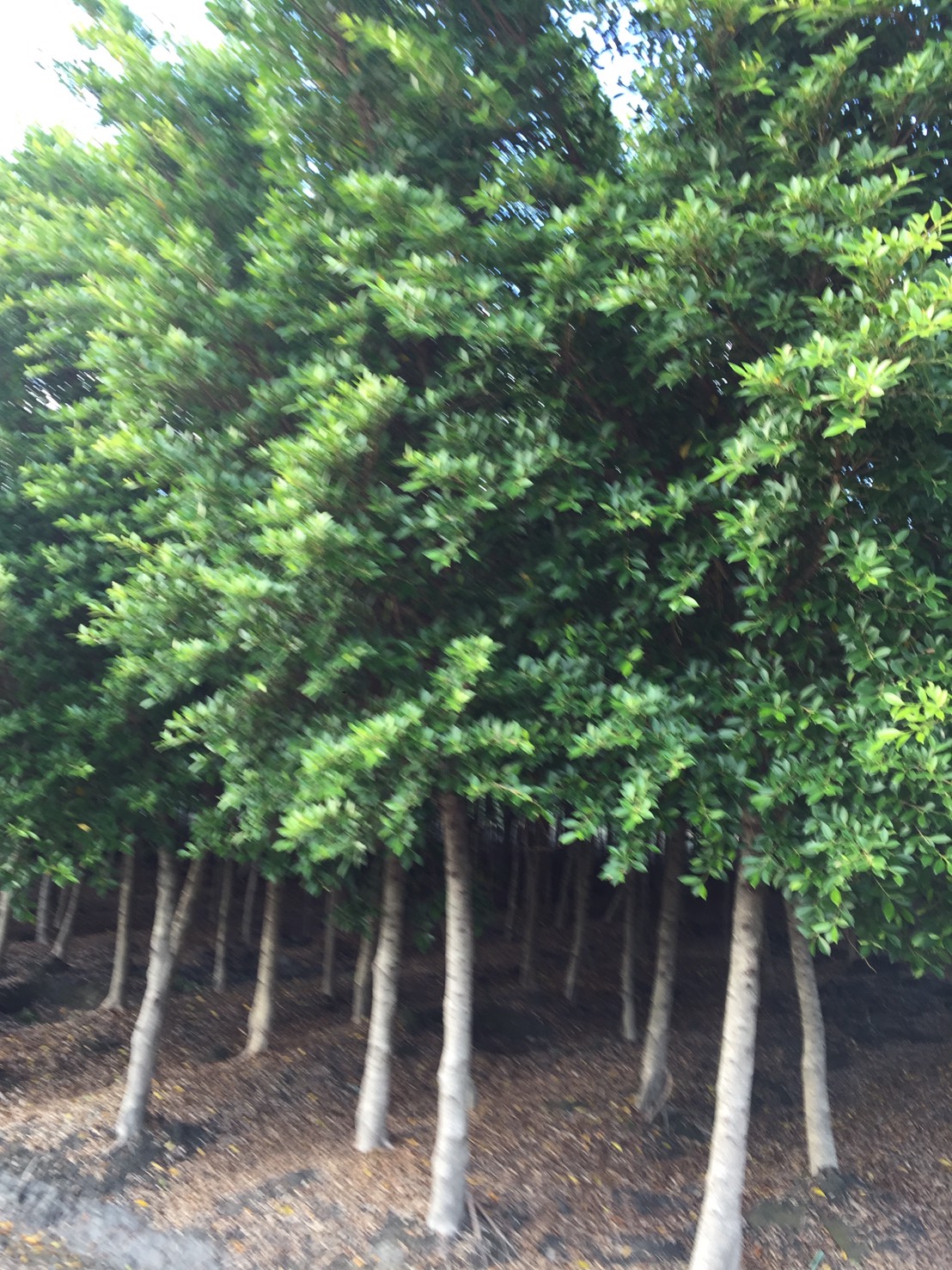 榕樹，日本垂榕，黃金榕