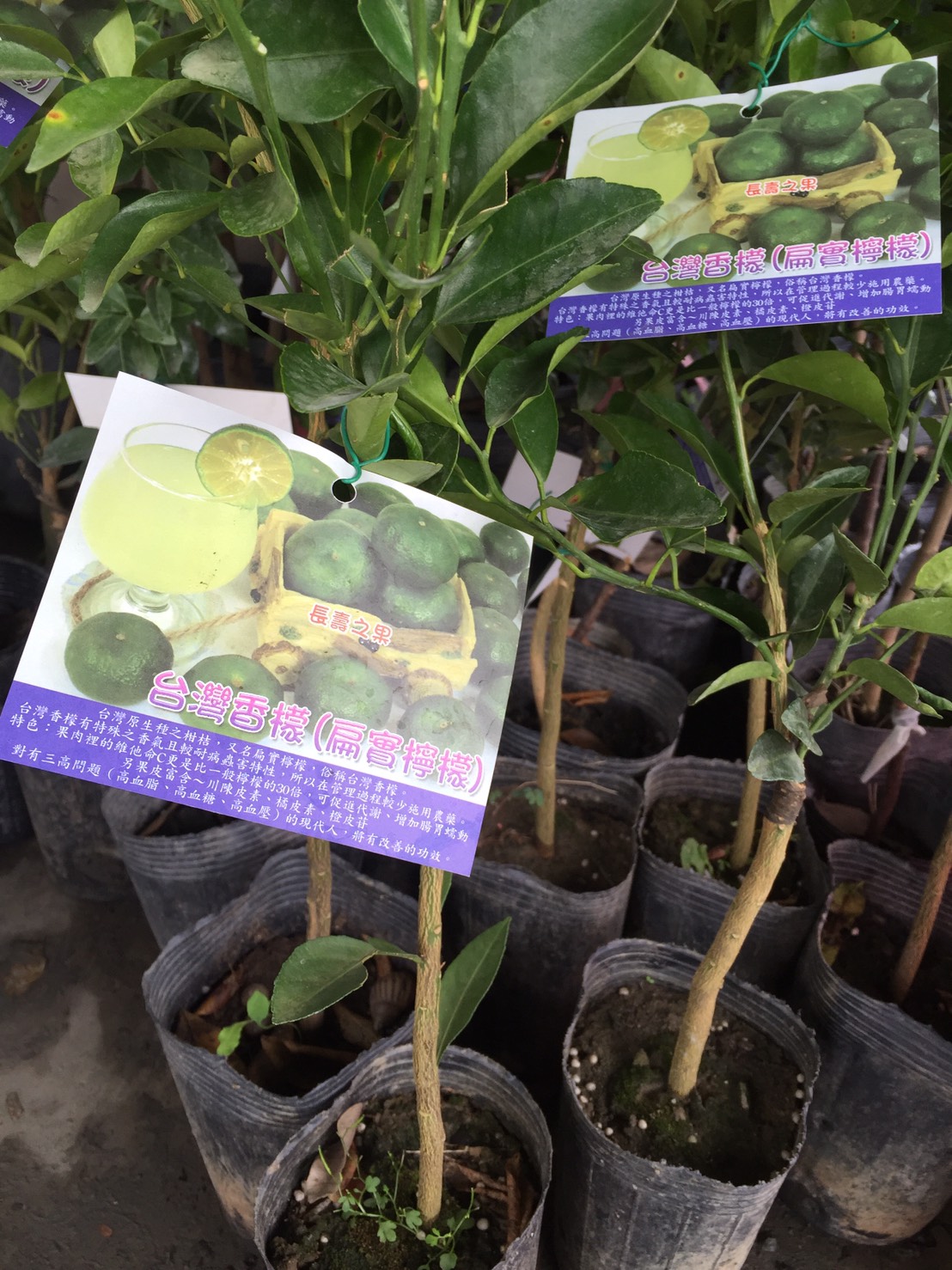 台灣香檬