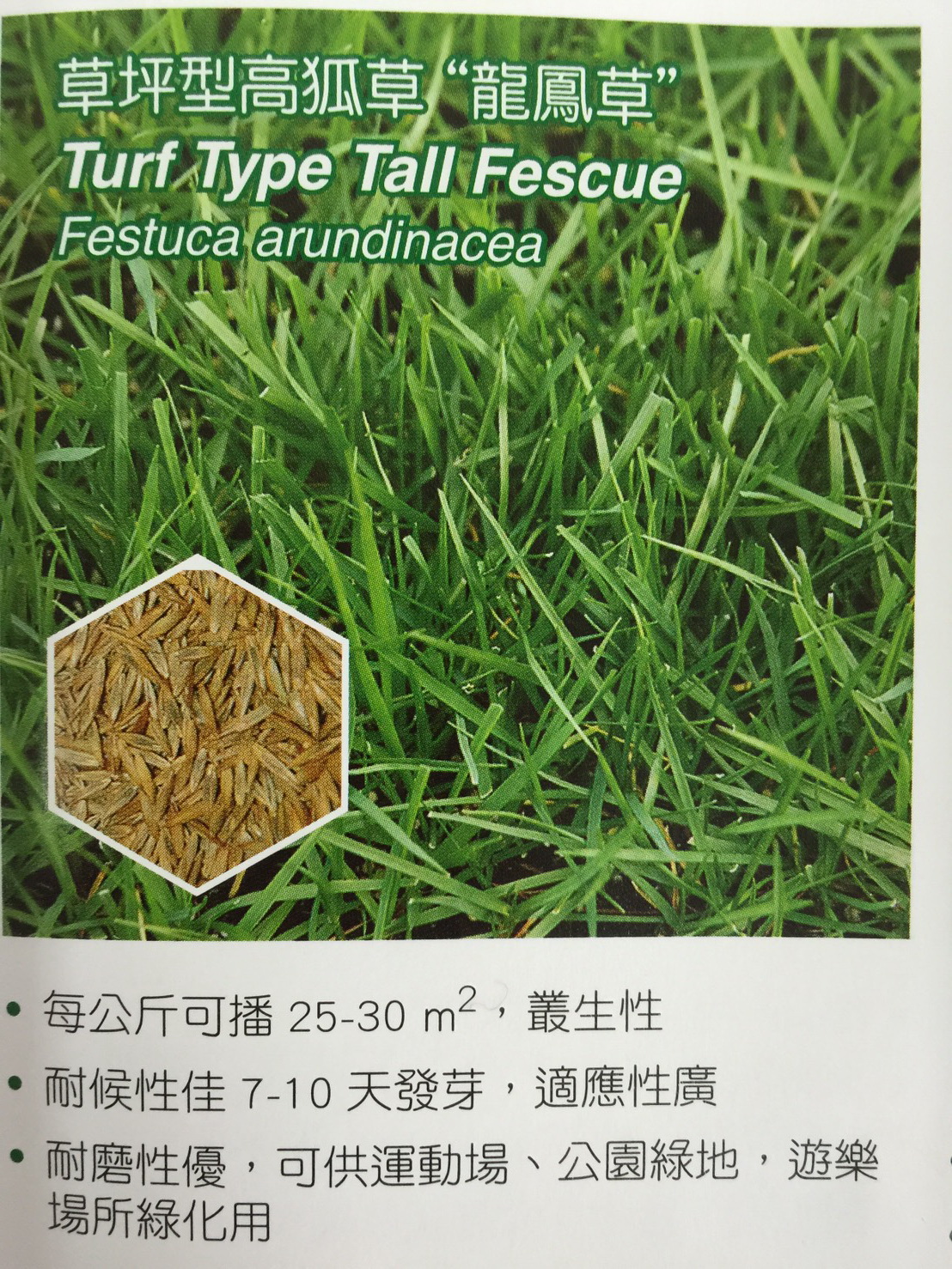 草皮種子批發零售