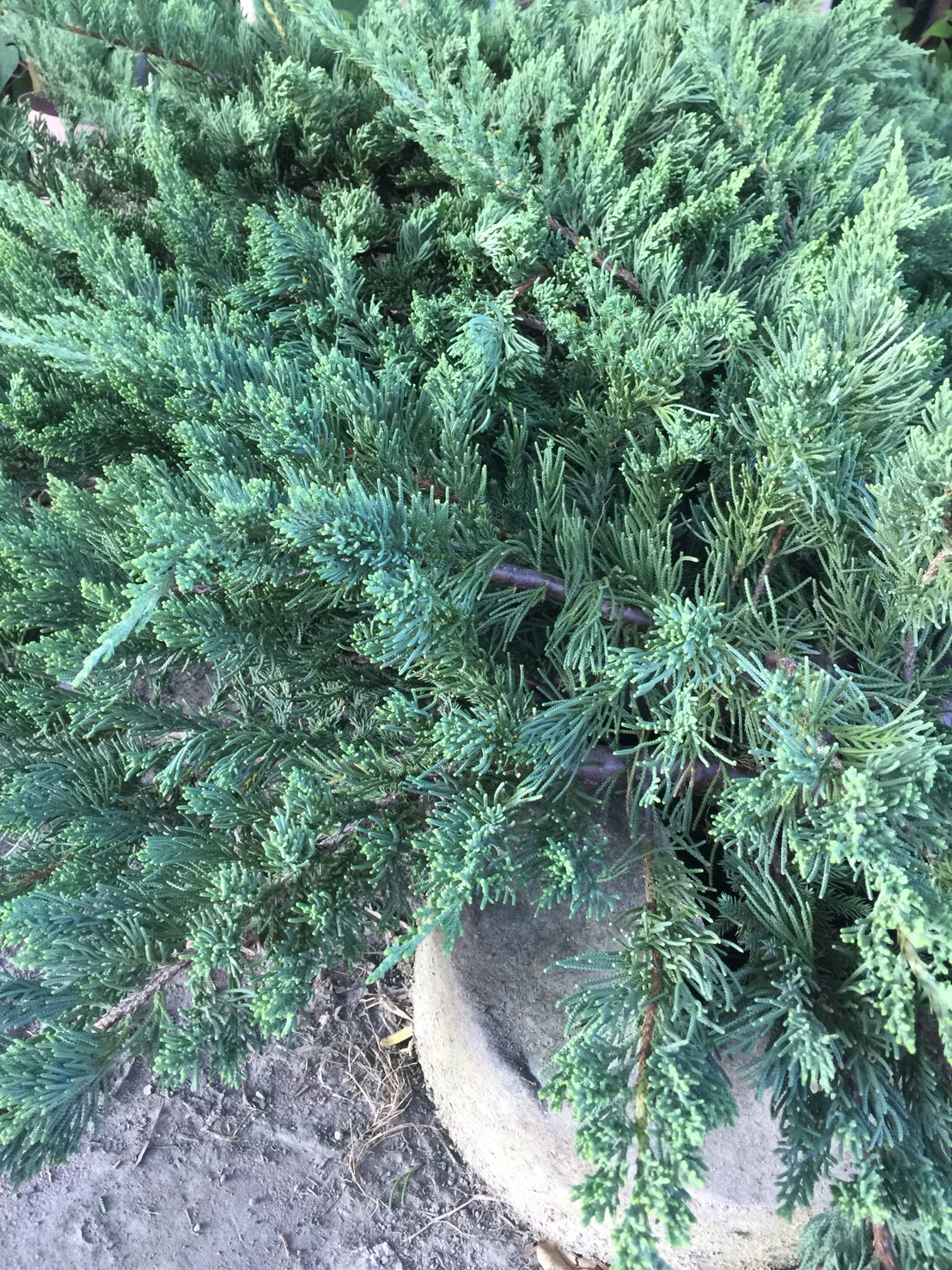 臥柏，福柏，倒柏