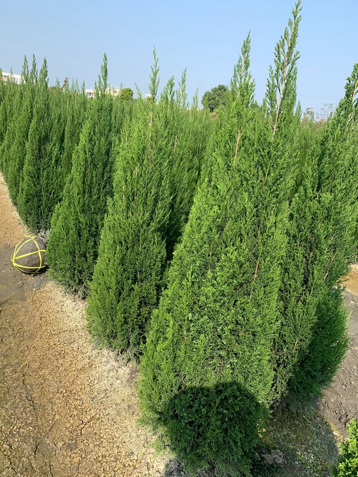 柏樹（檀香柏）