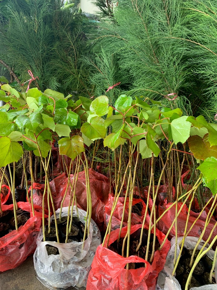 山芙蓉，木麻黃