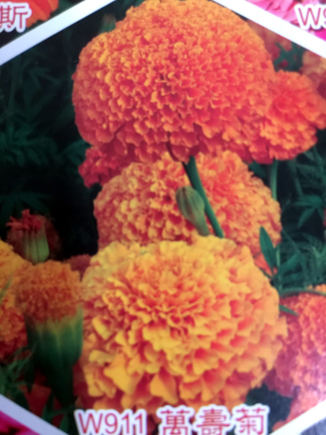 花田種子批發零售