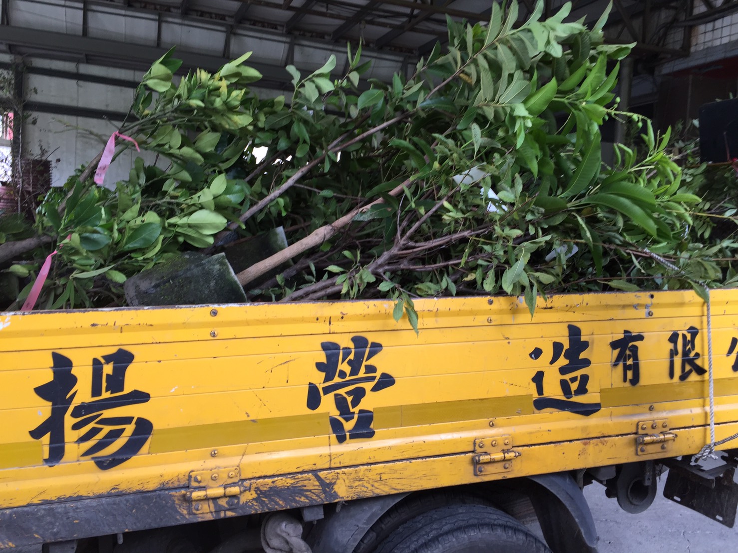 大顆各種水果樹