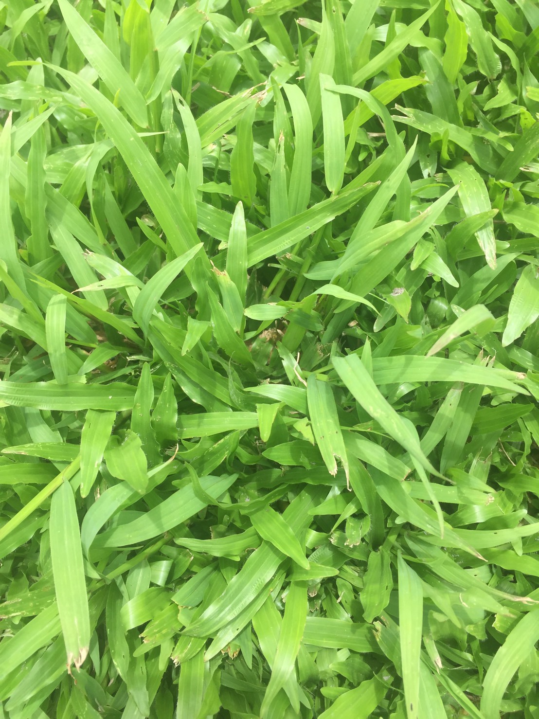 （草子）類地毯草，草皮，種子