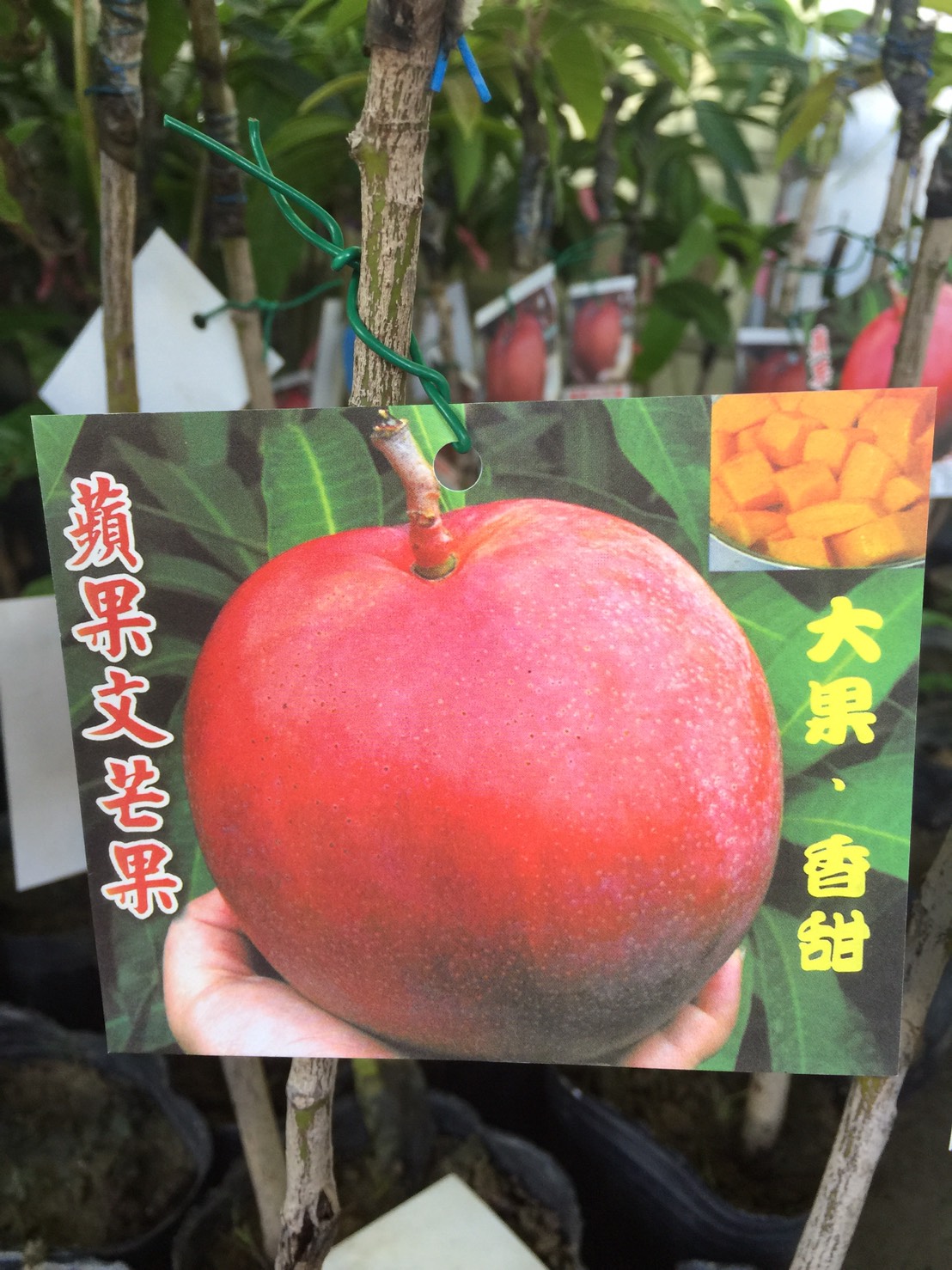 蘋果文芒水果樹