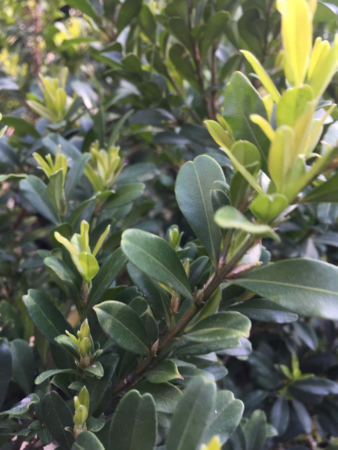 金柳，小葉黃楊