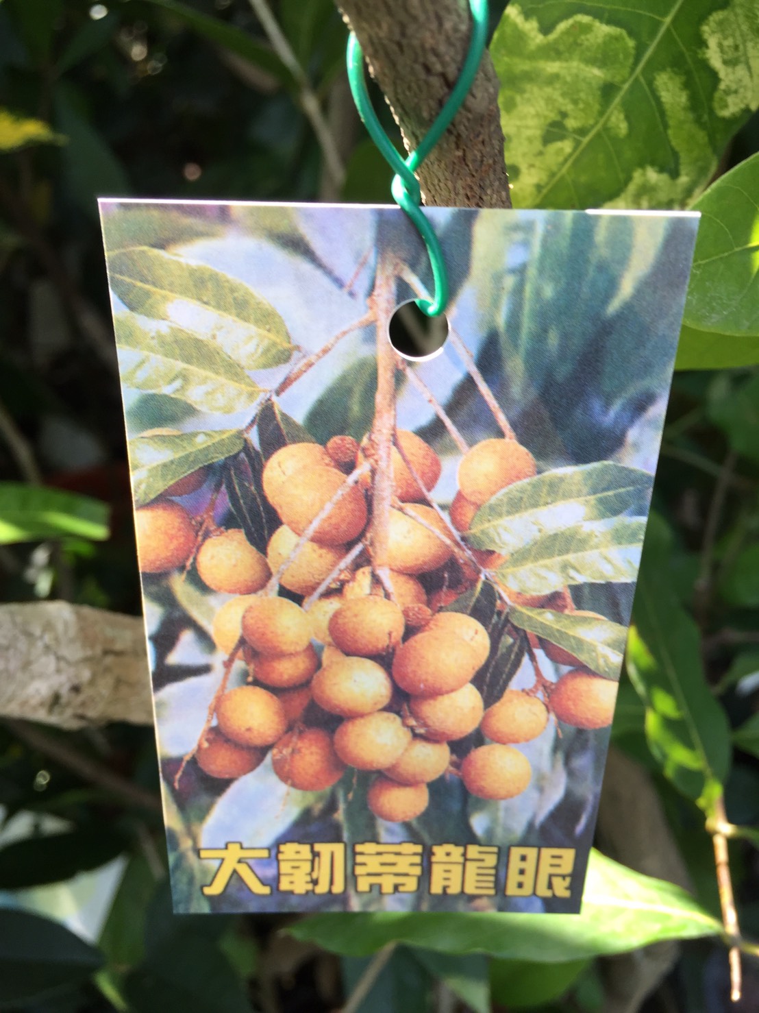 大韌蒂龍眼