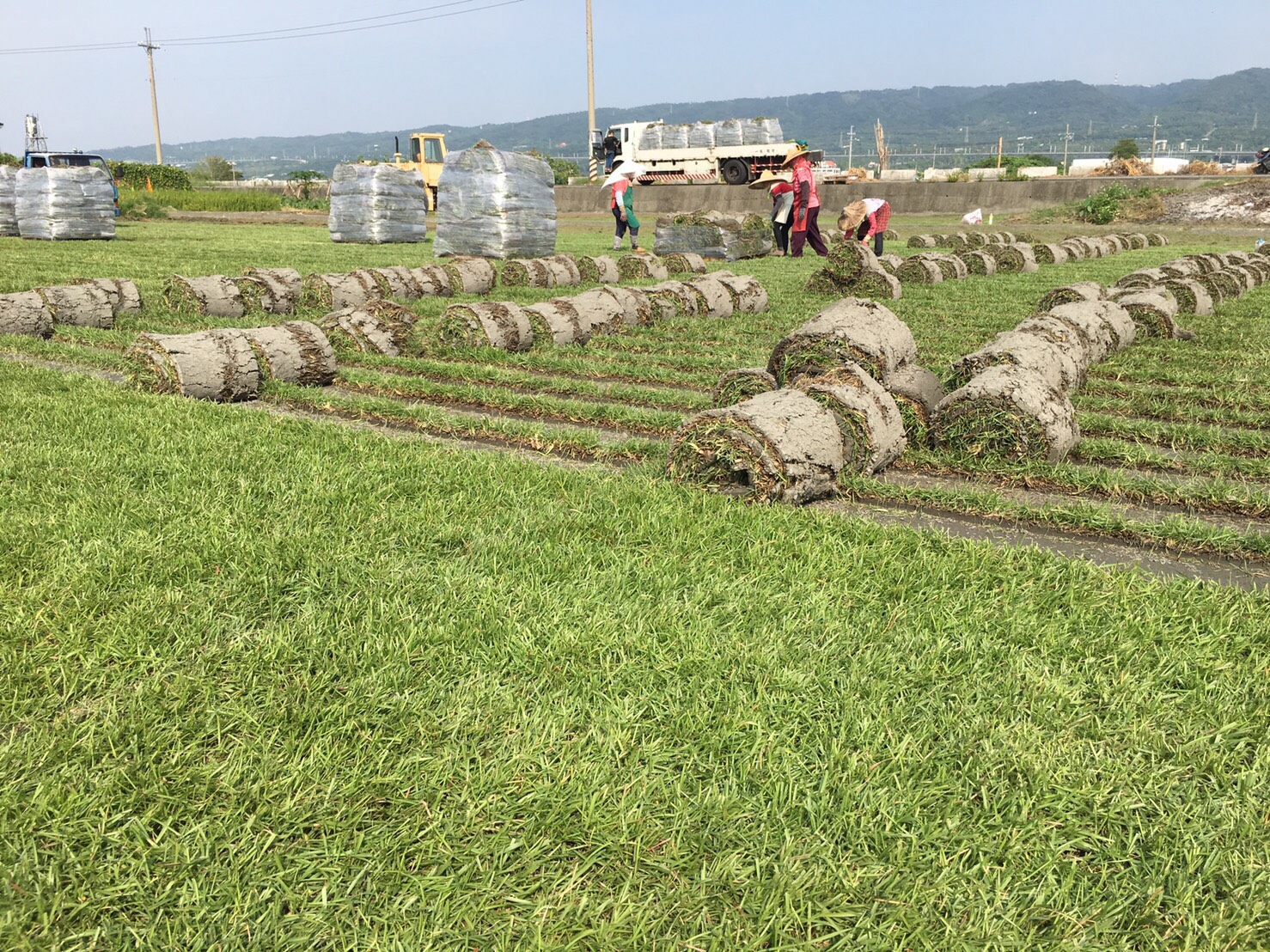 各種草皮：假儉草