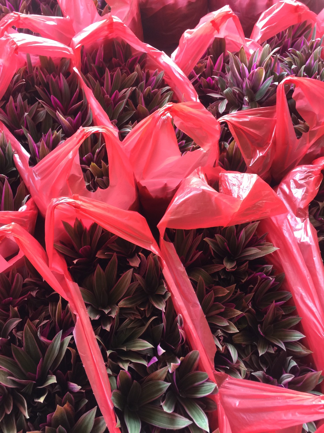 彩葉丰蘭（斑葉丰蘭）