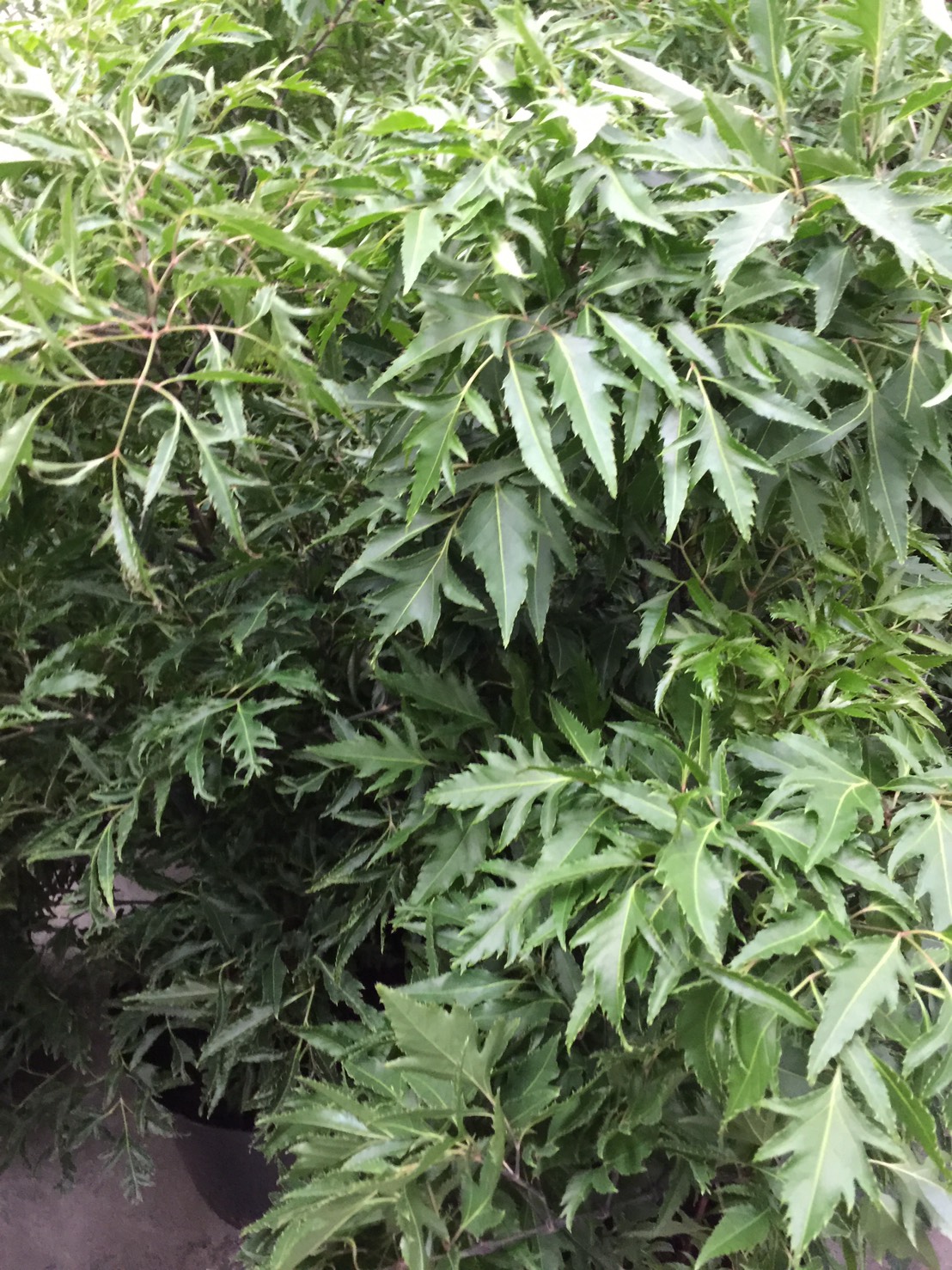 富貴樹（川七）