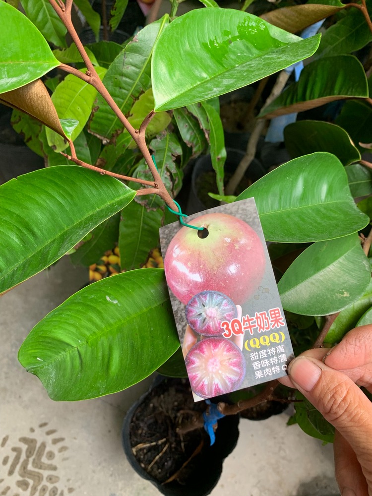 3Q牛奶果