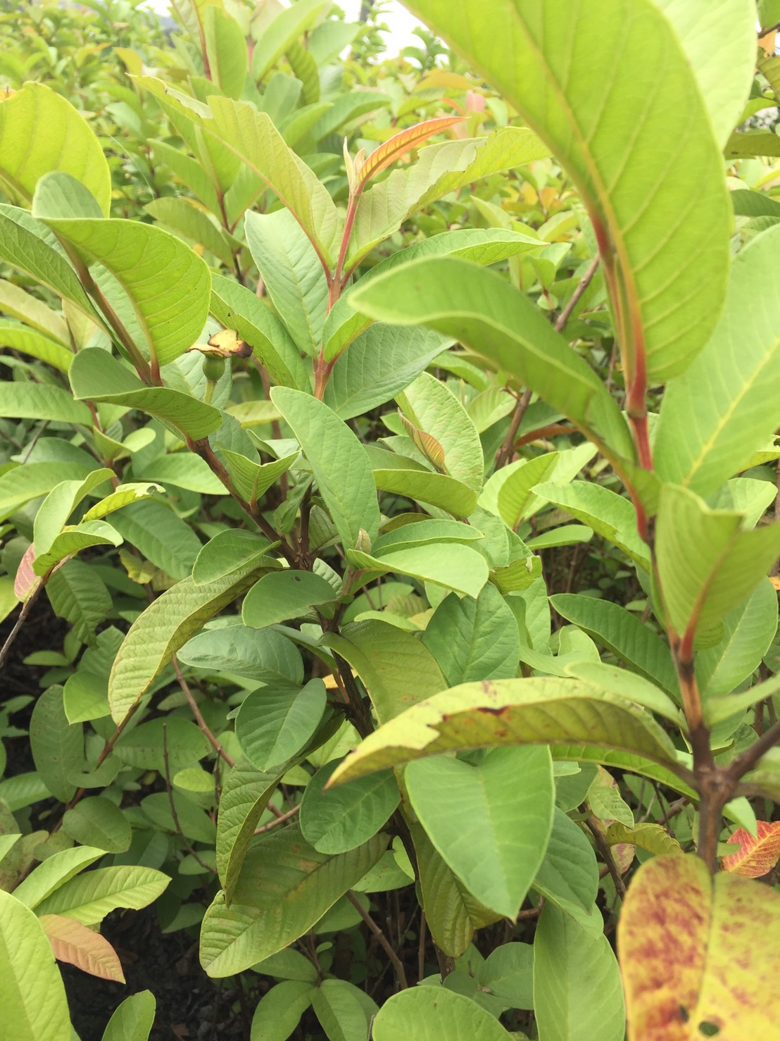 土芭樂（拔樂）