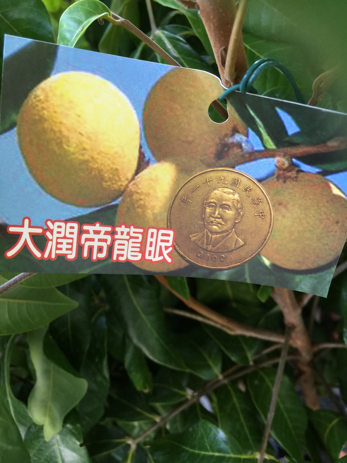 大潤帝龍眼
