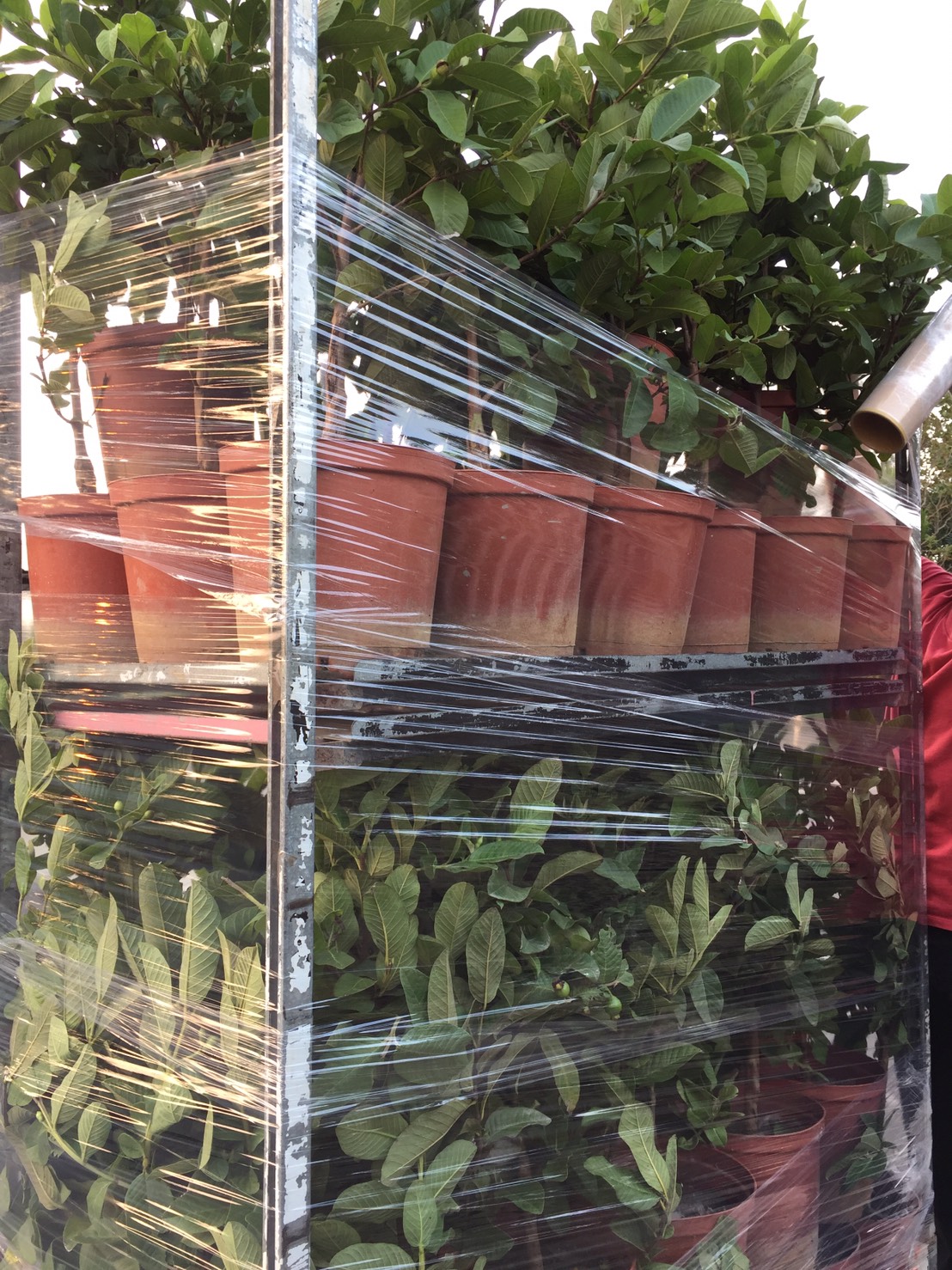 四季珍珠芭樂果苗