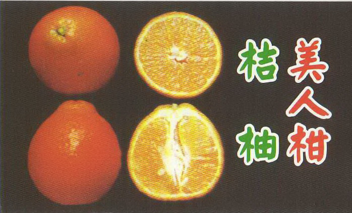 桔柚美人柑