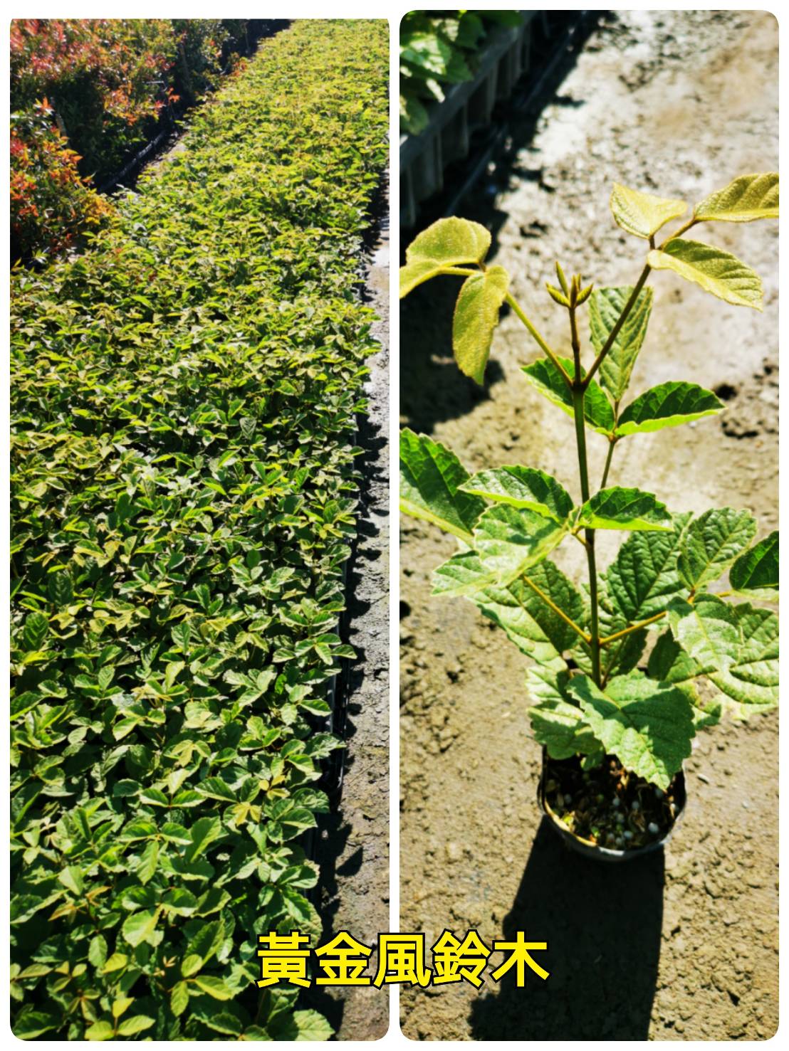 黃金風鈴木