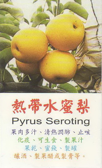 熱帶水蜜梨