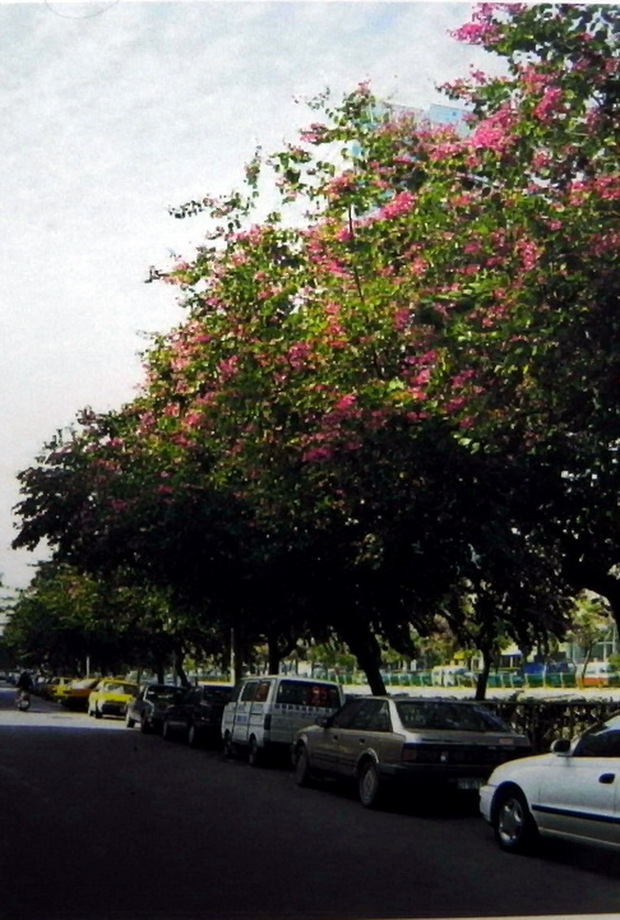 艷紫荊（香港櫻花）