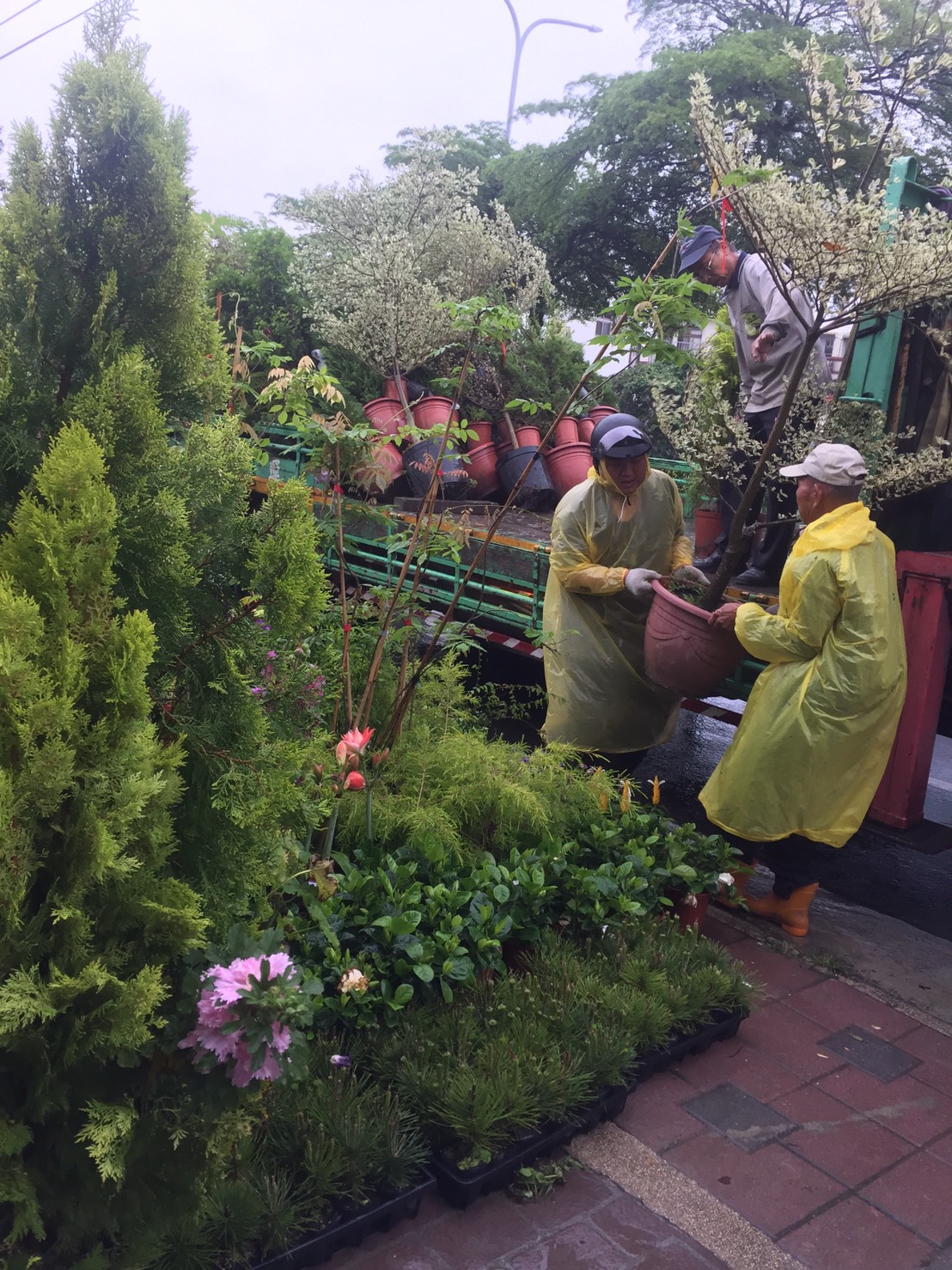 各種類綠化樹木：斑葉南仁