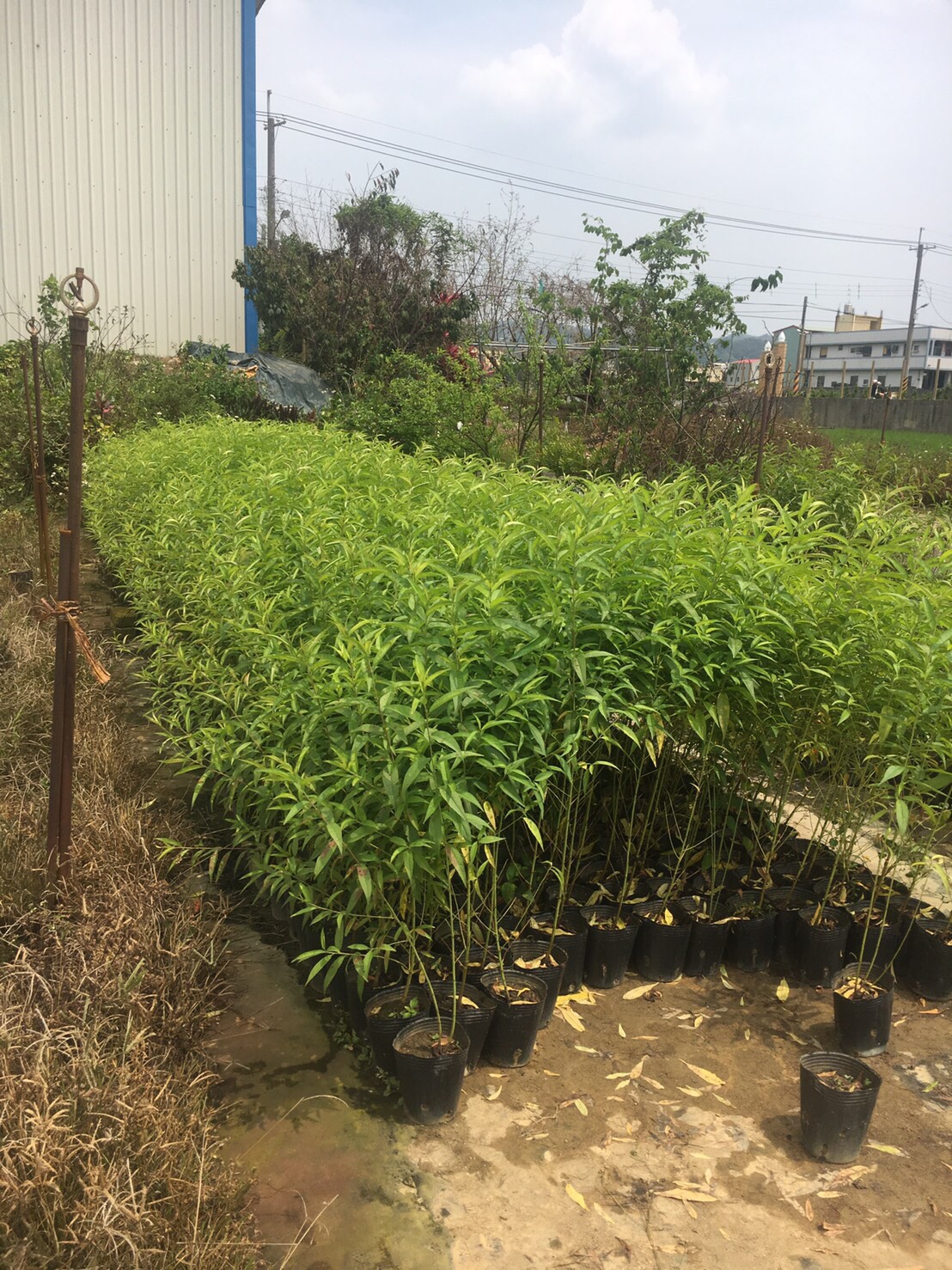土桃苗（苦桃）