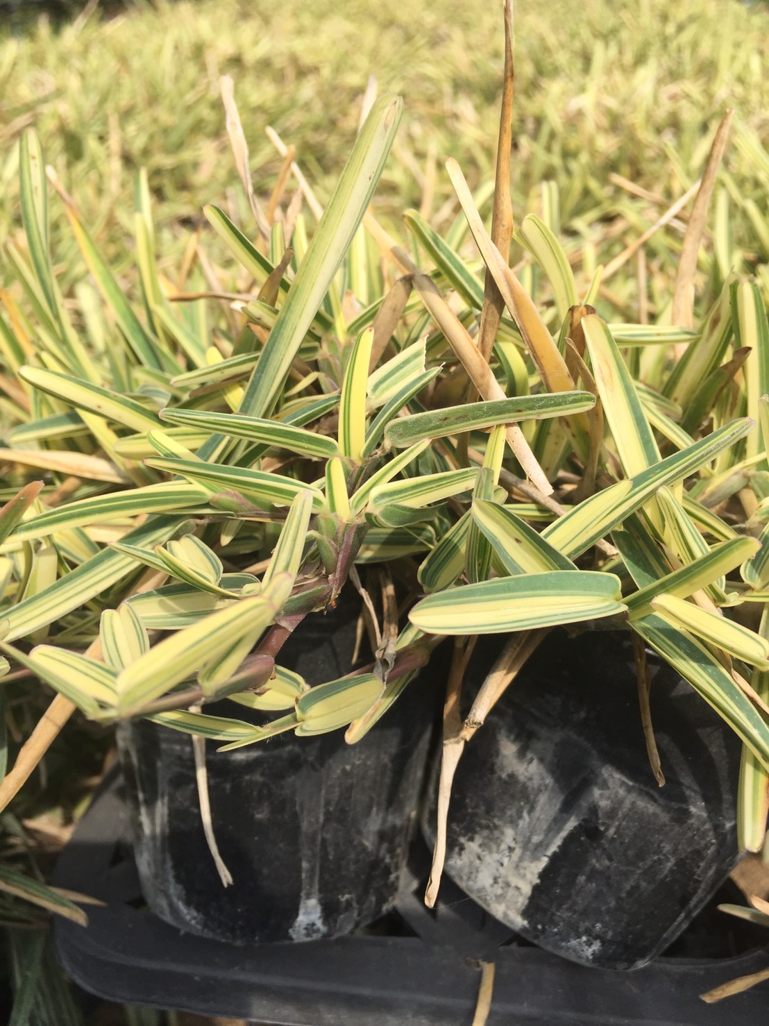 斑葉澳古斯丁草