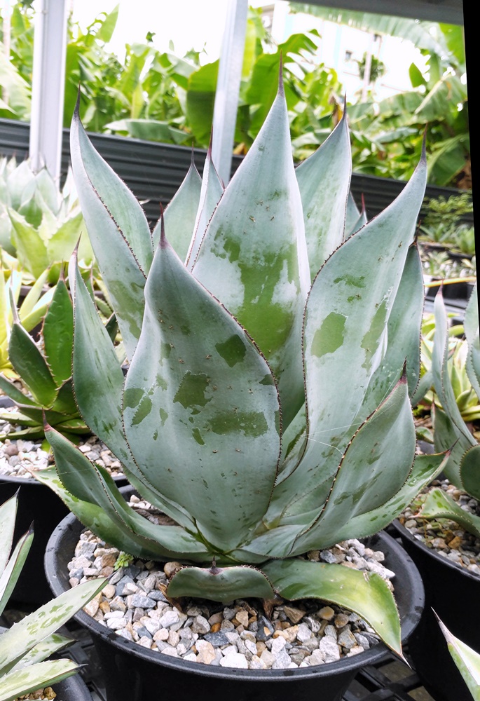 agave
