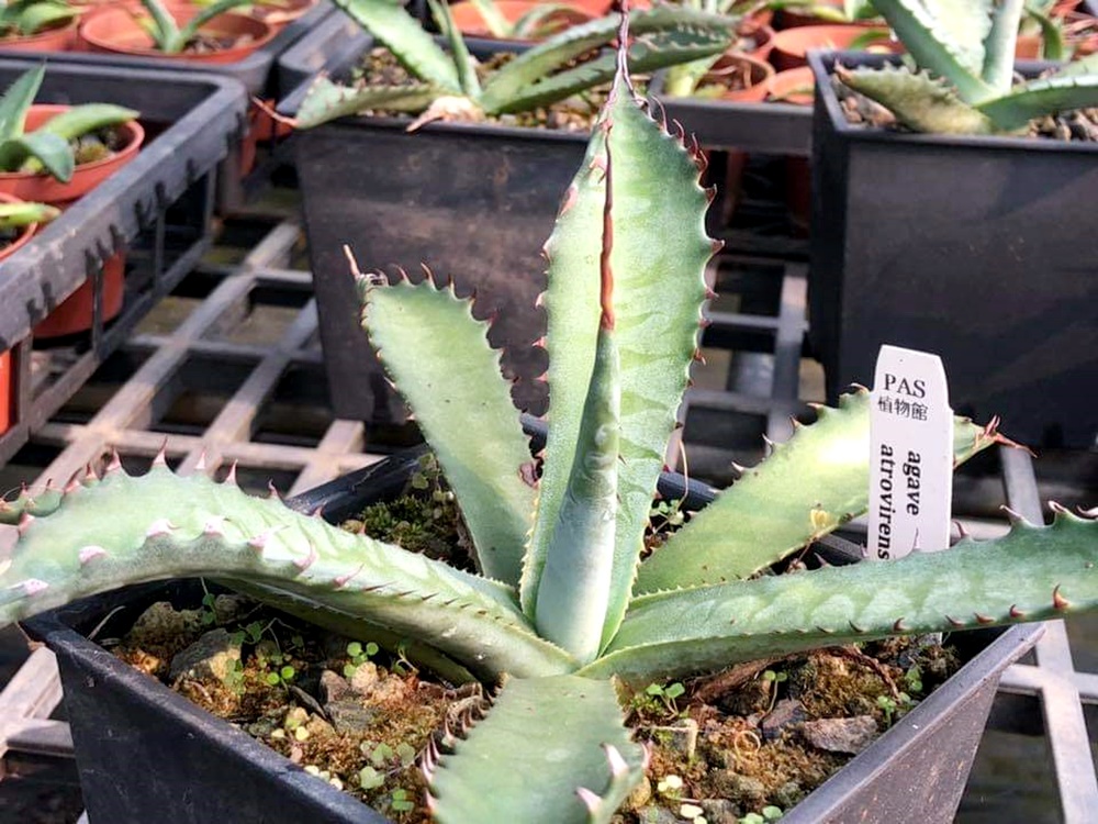agave