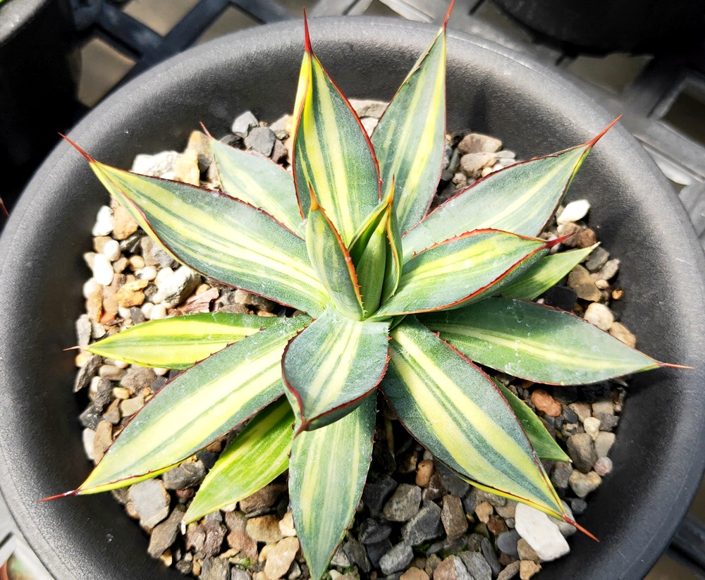 agave