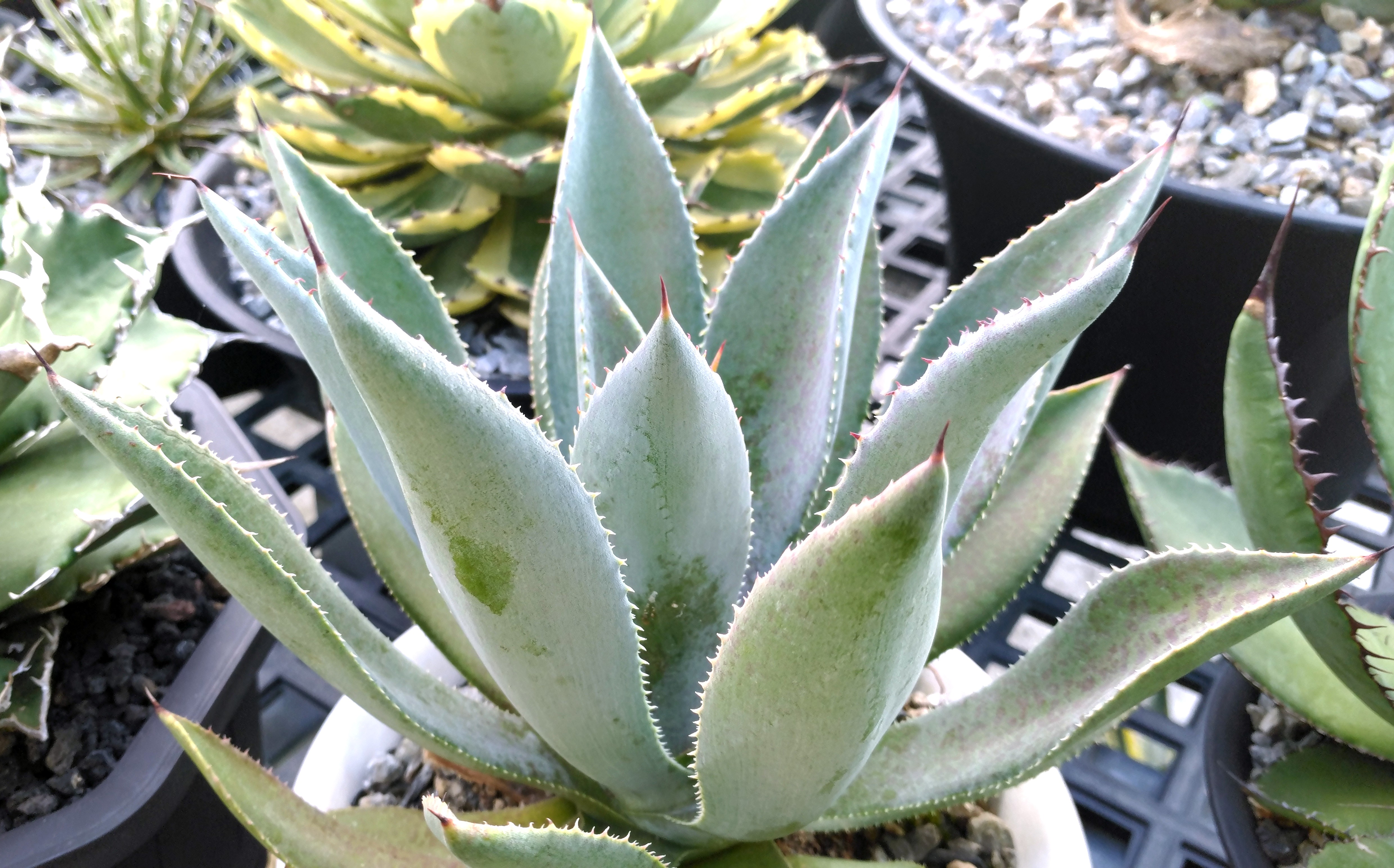 agave