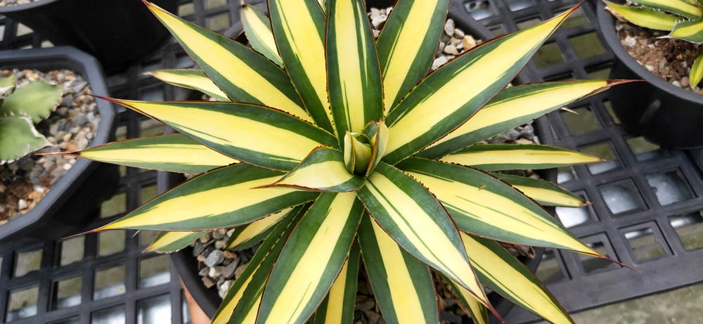 agave