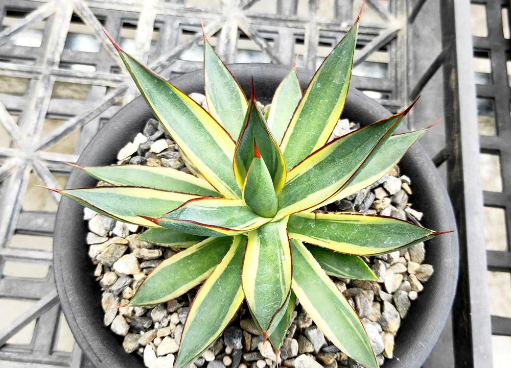 agave