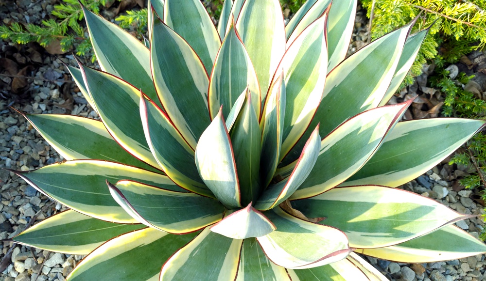agave