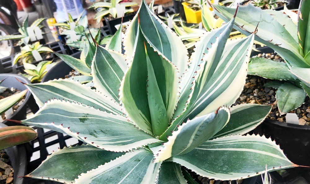 agave