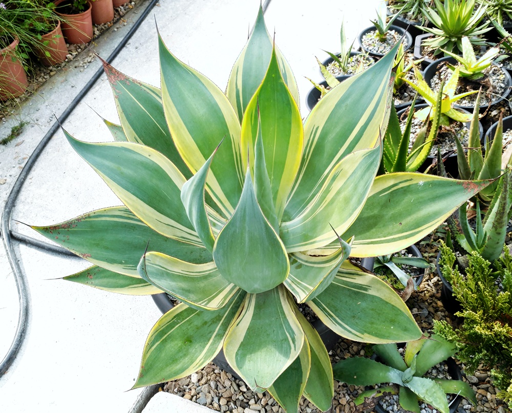 agave