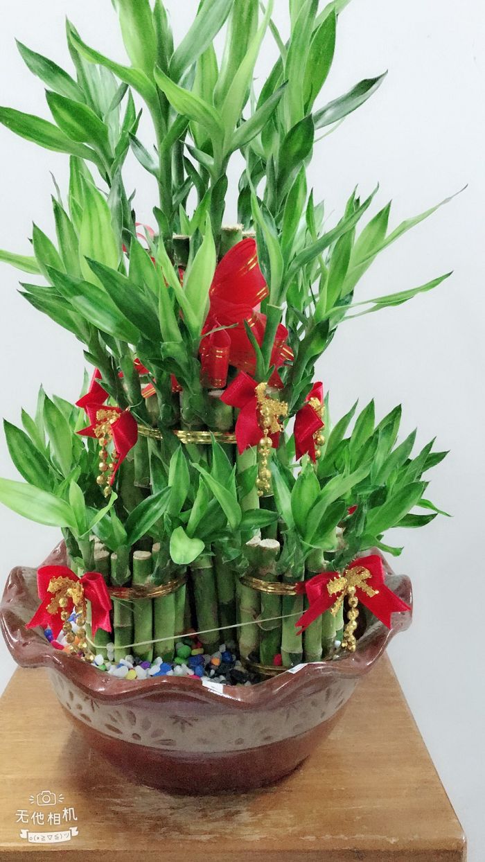 室內小盆栽09(001)