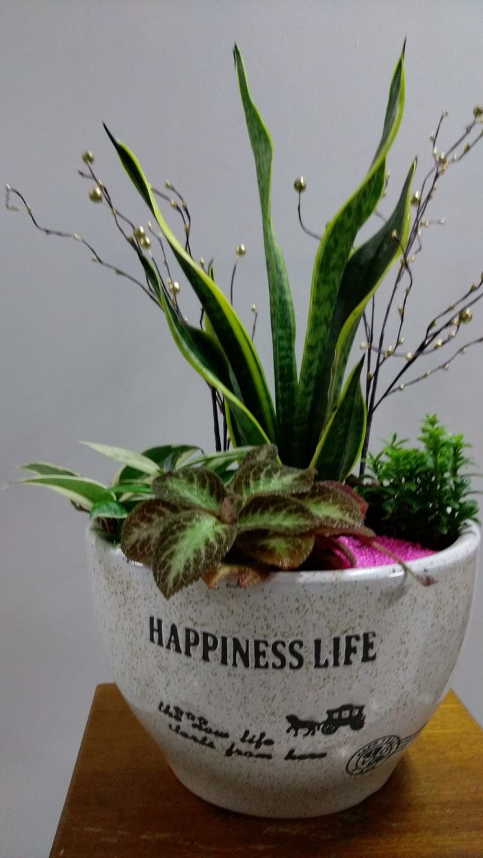 柳營盆栽批發零售