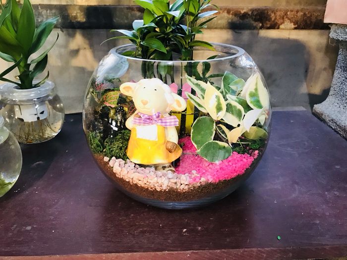 室內小盆栽16(001)