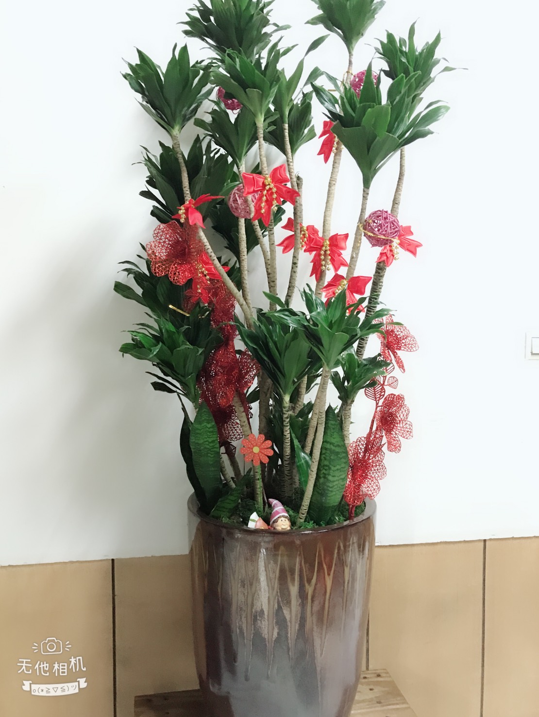 室內盆栽06