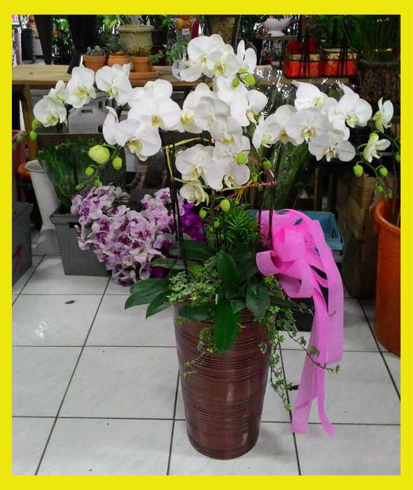 蘭花盆栽