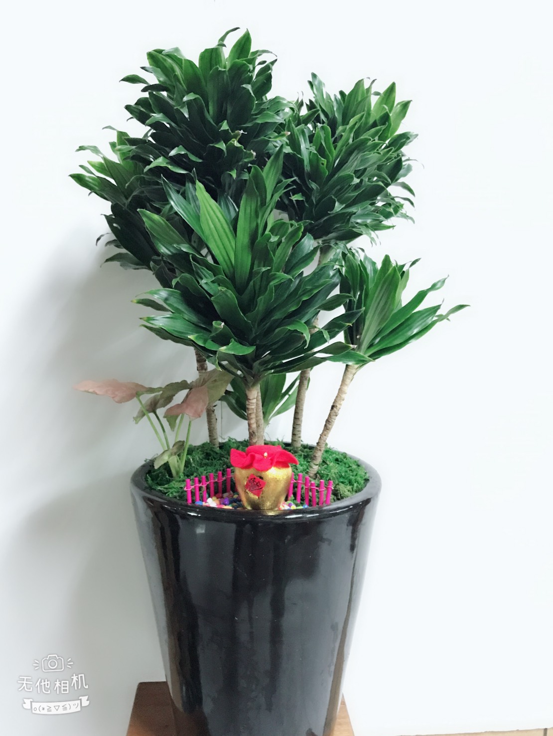 室內盆栽04